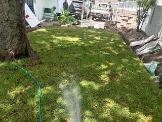 Kikuyu grass and etc