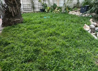 Kikuyu grass and etc