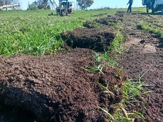 Kikuyu grass and etc