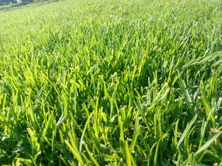 Kikuyu grass and etc