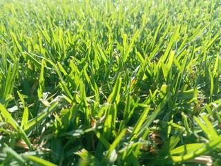 Kikuyu grass and etc