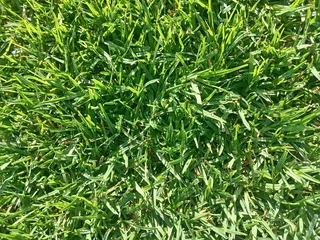 Kikuyu grass and etc