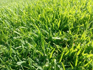 Kikuyu grass and etc