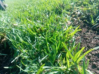 Kikuyu grass and etc