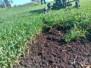 Kikuyu grass and etc