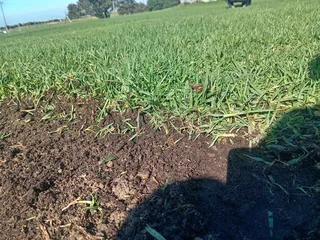 Kikuyu grass and etc