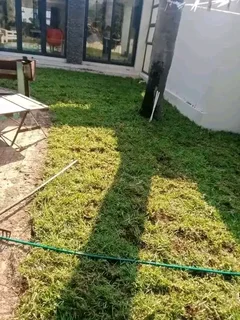 Kikuyu grass and etc