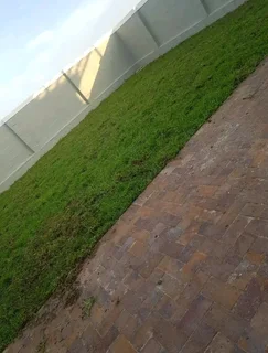 Kikuyu grass and etc