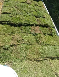 Kikuyu grass and etc