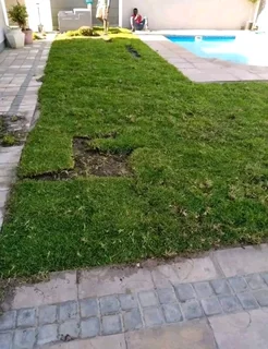 Kikuyu grass and etc