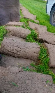 Kikuyu grass and etc