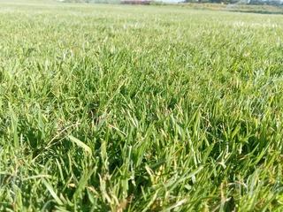 Kikuyu grass and etc