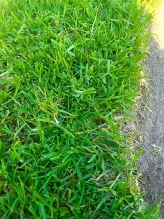 Kikuyu grass and etc