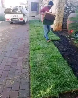 Kikuyu grass and etc