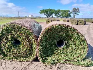 Kikuyu grass and etc