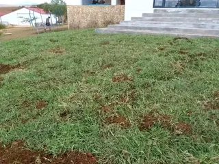 Kikuyu grass and etc