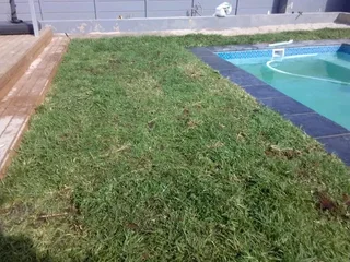 Kikuyu grass and etc