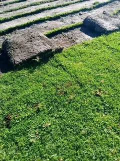 Kikuyu grass and etc