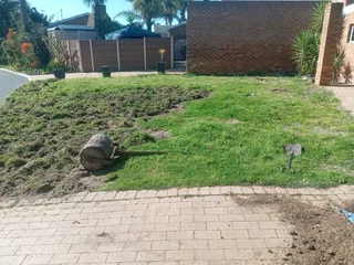 Kikuyu grass and etc is