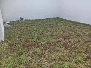 Kikuyu grass and etc is