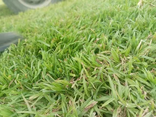Kikuyu grass and etc is