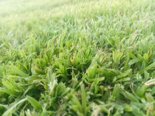 Kikuyu grass and etc is