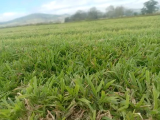 Kikuyu grass and etc is