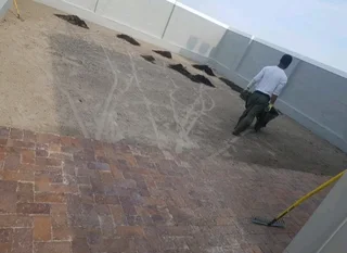 Kikuyu grass and etc