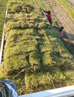 Kikuyu grass and etc