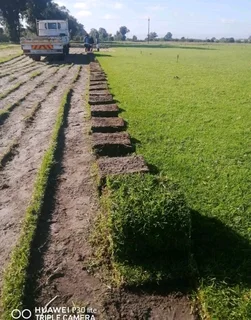 Kikuyu grass and etc