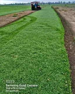 Kikuyu grass and etc