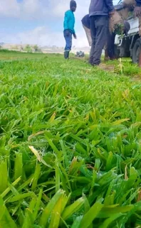 Kikuyu grass and etc