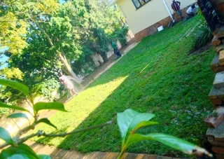 Kikuyu grass and etc