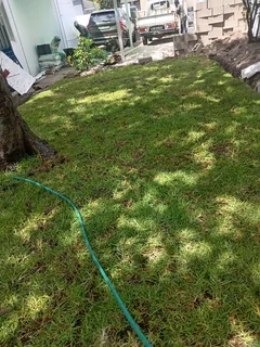 Kikuyu grass and etc