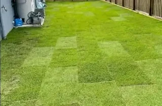 Kikuyu grass and etc