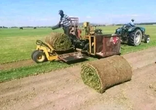 Kikuyu grass and etc