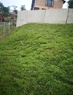 Kikuyu grass and etc