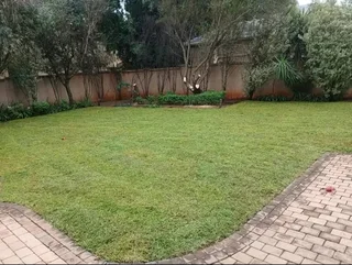 Kikuyu grass and etc