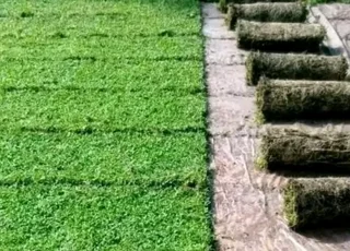 Kikuyu grass and etc