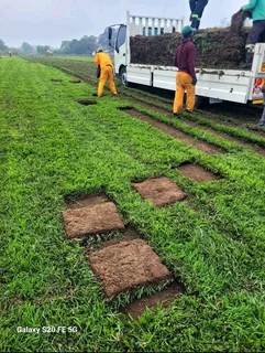 Kikuyu grass and etc
