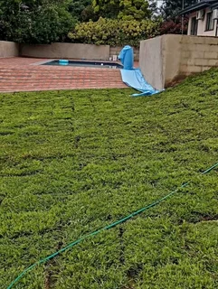 Kikuyu grass and etc