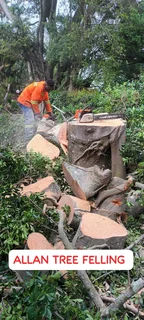ALLAN TREE FELLING