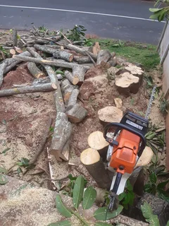 ALLAN TREE FELLING