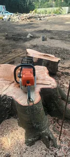 ALLAN TREE FELLING