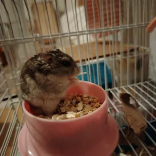 Russian dwarf hamsters available