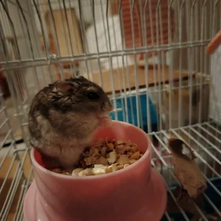 Russian dwarf hamsters available