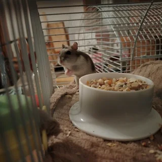 Russian dwarf hamsters available