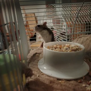 Russian dwarf hamsters available