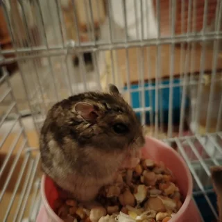 Russian dwarf hamsters available