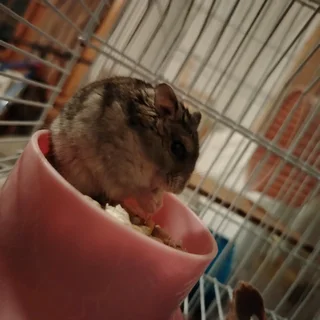 Russian dwarf hamsters available